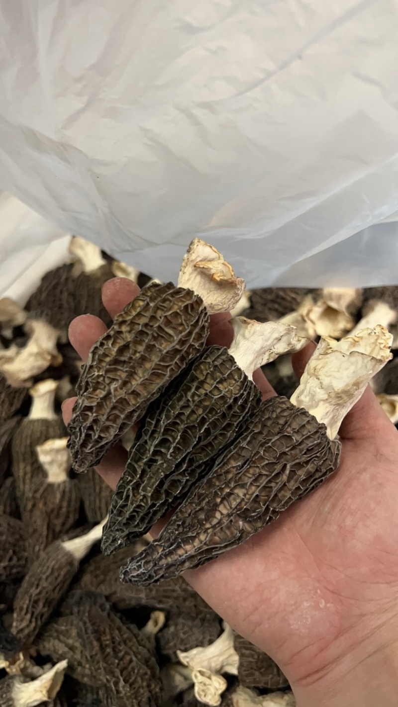 2025年7-9公分羊肚菌干货物流头茬厚肉特级羊肚菌