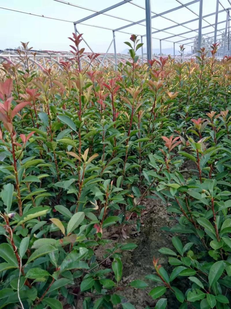 基地直红叶石楠苗，红叶石大杯苗，规格齐全！