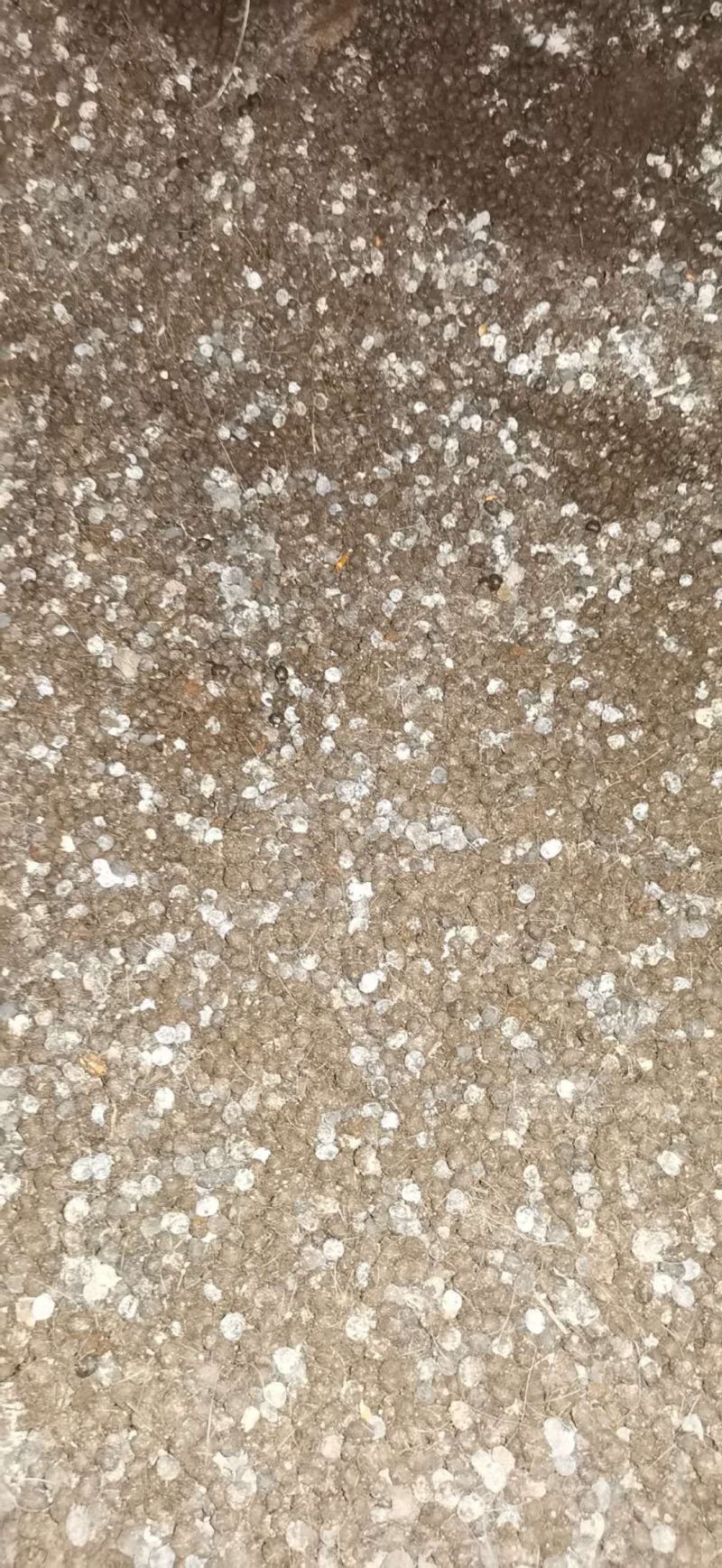 散装羊粪蛋羊粪颗粒花卉瓜果蔬菜有机肥整车发货