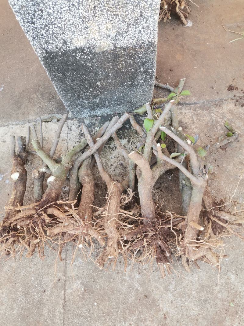 三角梅大红三角小老桩
