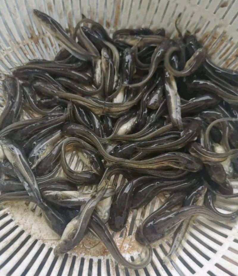 【精品】大口鯰鱼，各种规格尺寸都有，包送到家，量大价优