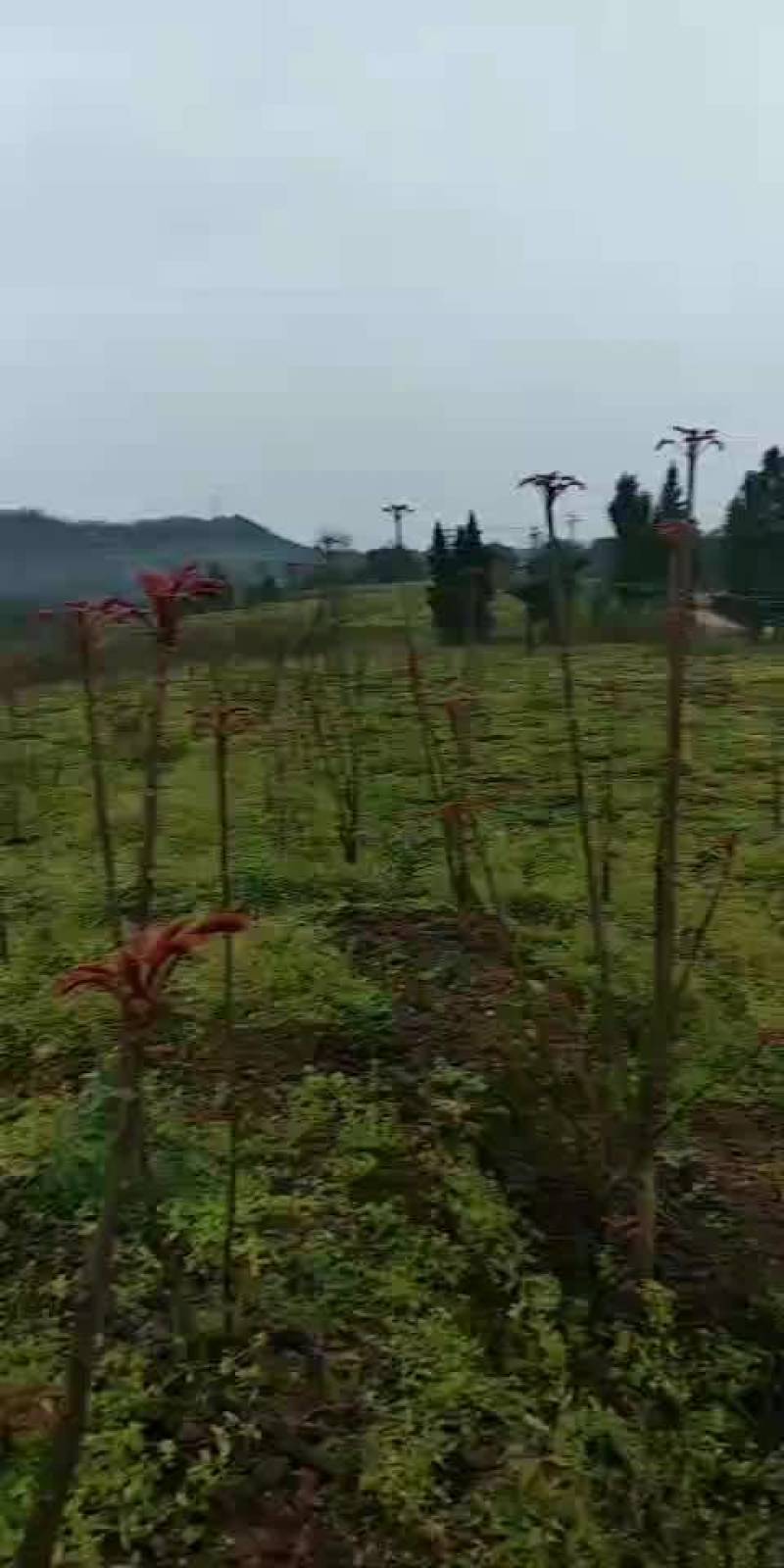 红油香椿芽