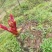 红油香椿芽