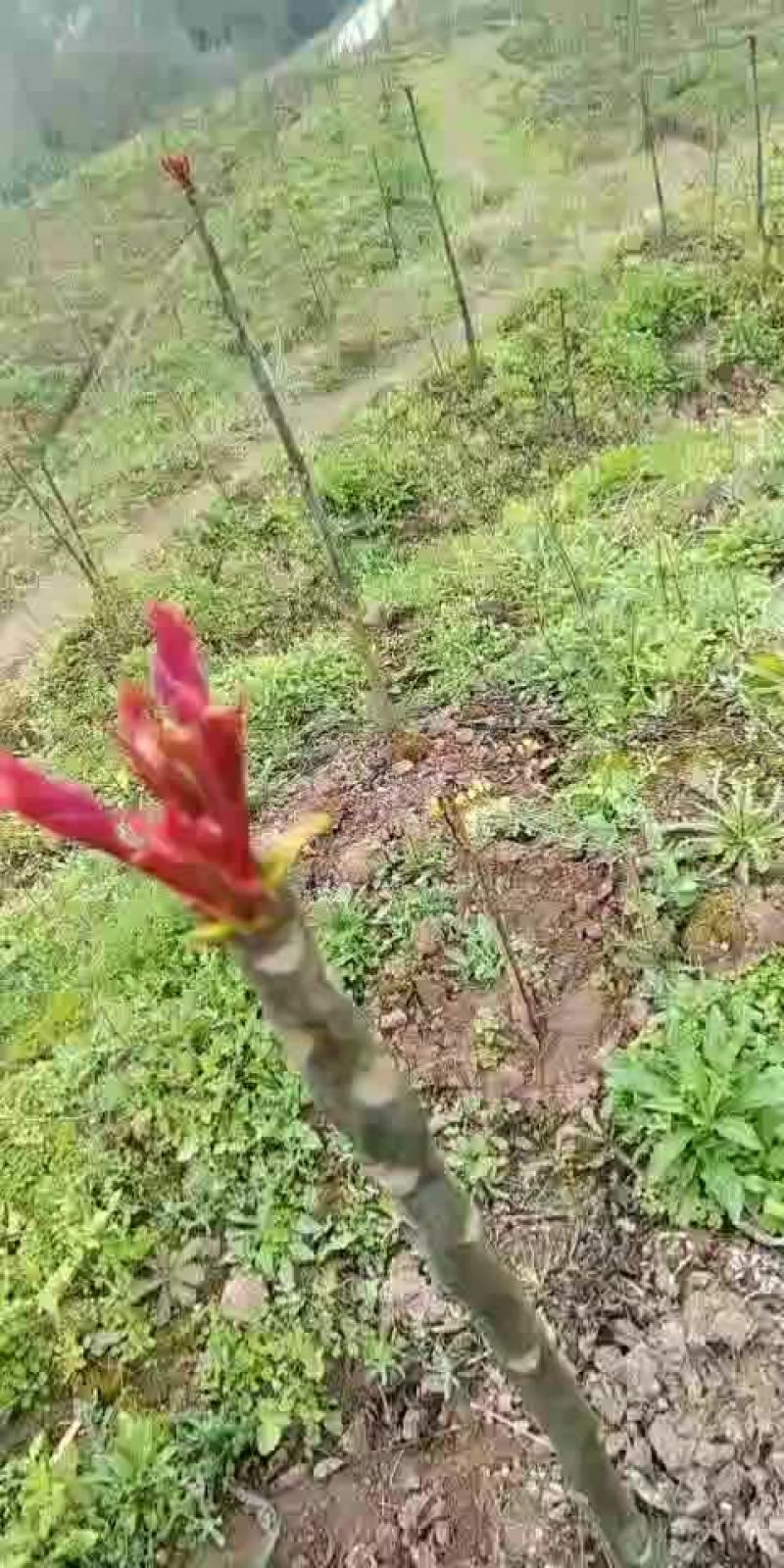 红油香椿芽