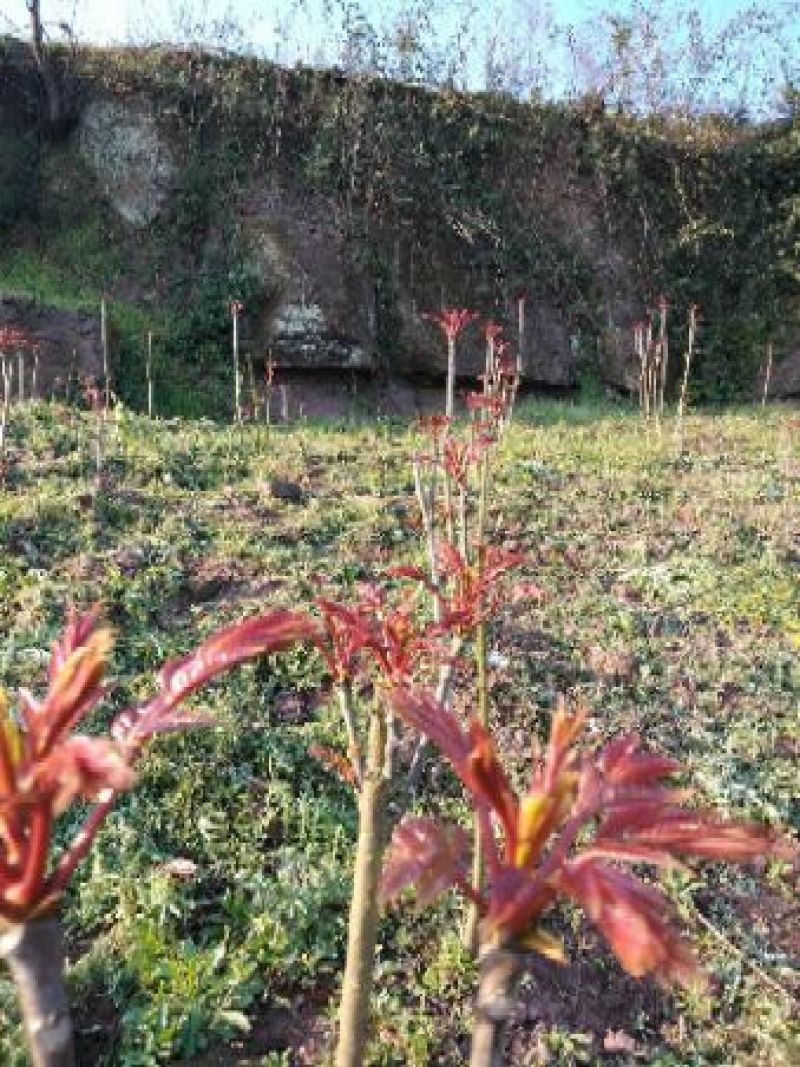 红油香椿芽