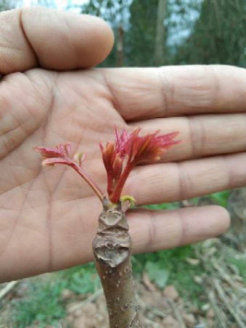 红油香椿芽