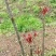 红油香椿芽