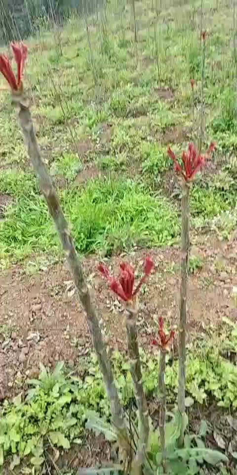 红油香椿芽