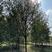 五角枫枫树各种规格五角枫公分精品苗8-18公分6000棵