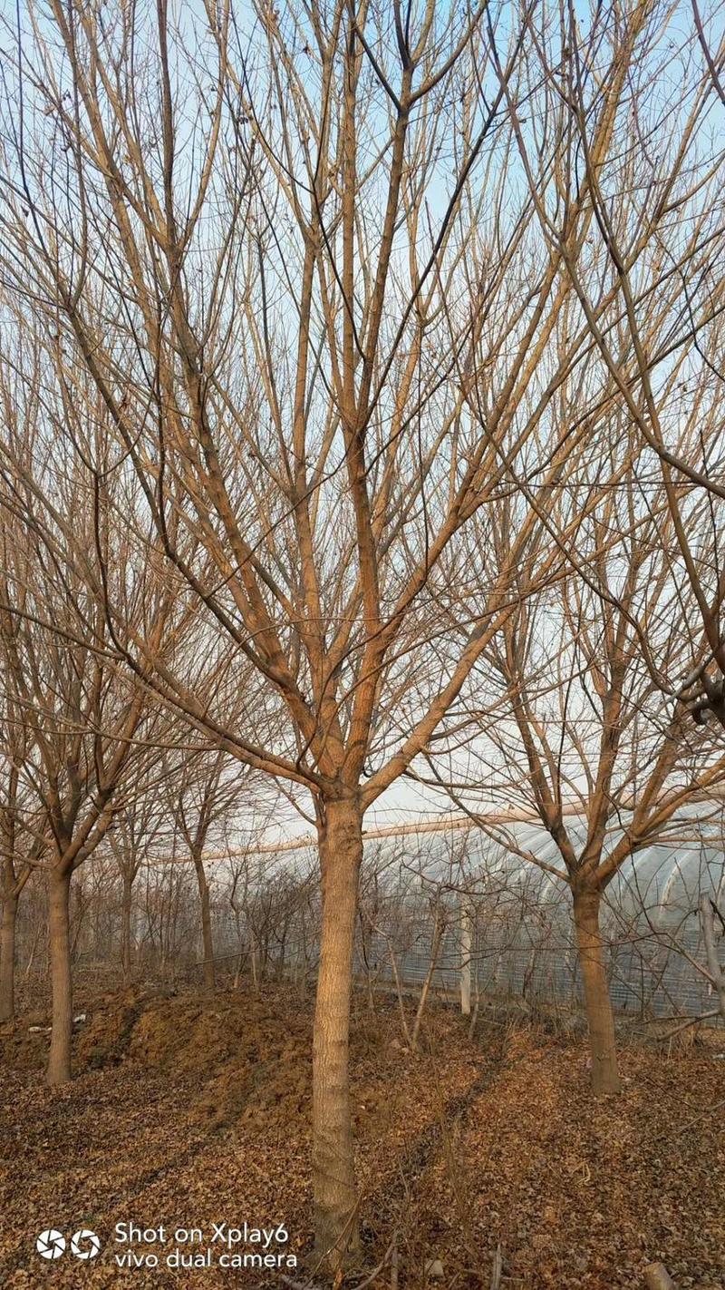 五角枫枫树各种规格五角枫公分精品苗8-18公分6000棵