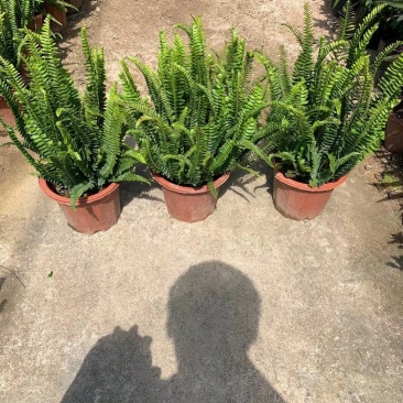 排骨草绿植盆栽花卉批发基地直销，一手货源