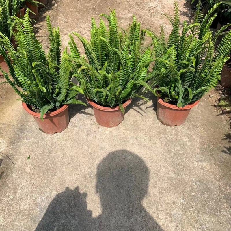 排骨草绿植盆栽花卉批发基地直销，一手货源