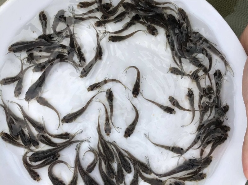 叉尾，各种规格都有，云贵川包送，价格优惠！
