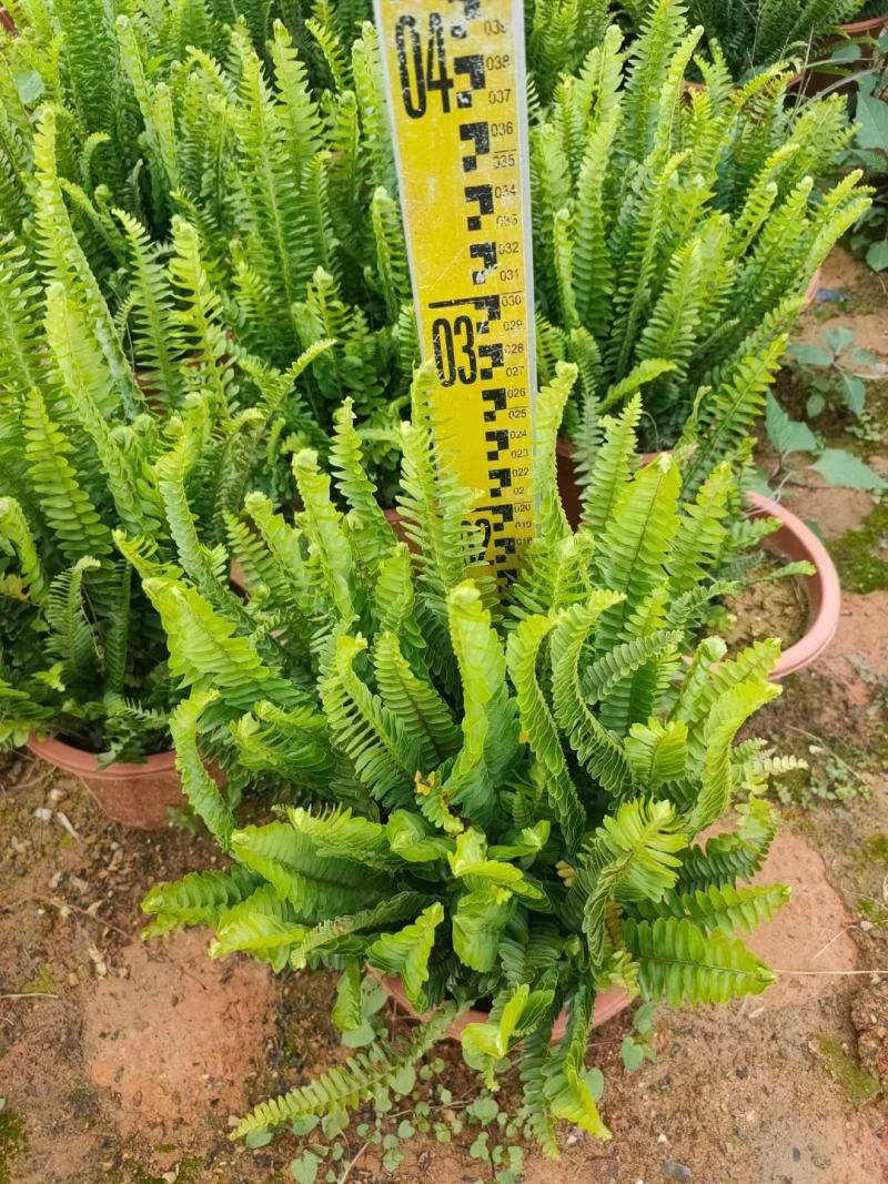 排骨草绿植盆栽花卉批发基地直销，一手货源