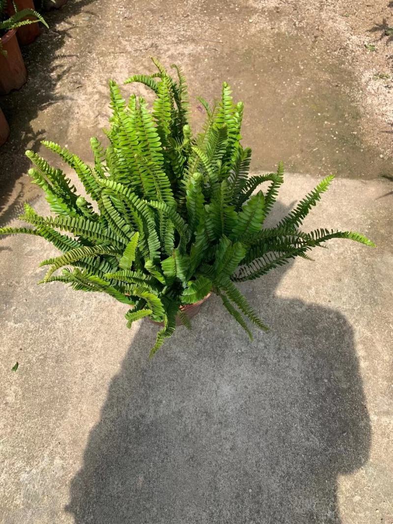 排骨草绿植盆栽花卉批发基地直销，一手货源