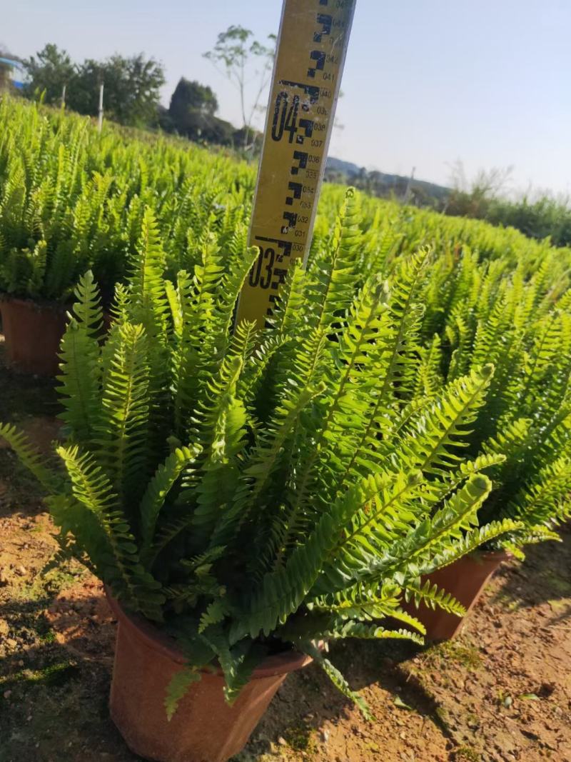 排骨草绿植盆栽花卉批发基地直销，一手货源