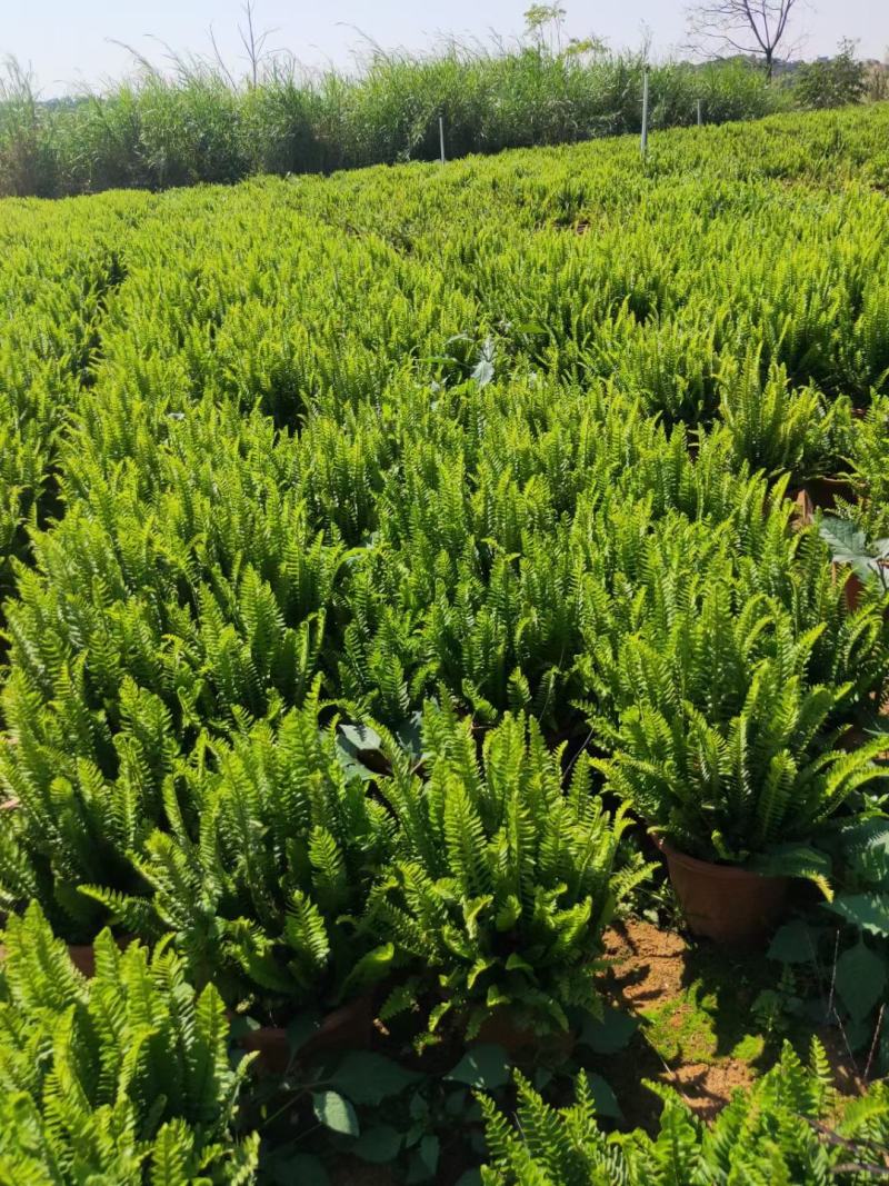 排骨草绿植盆栽花卉批发基地直销，一手货源