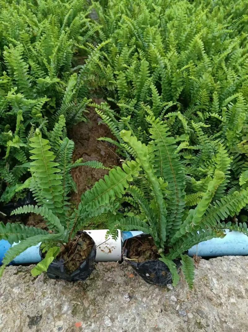 排骨草绿植盆栽花卉批发基地直销，一手货源