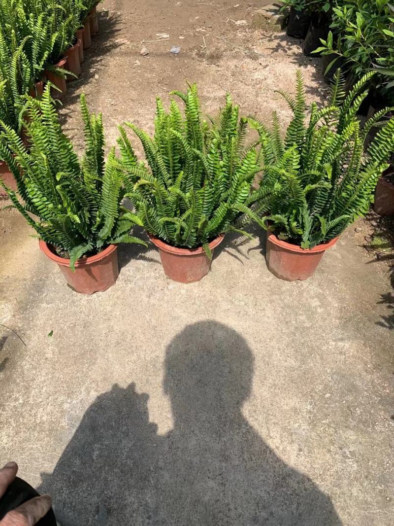 排骨草绿植盆栽花卉批发基地直销，一手货源