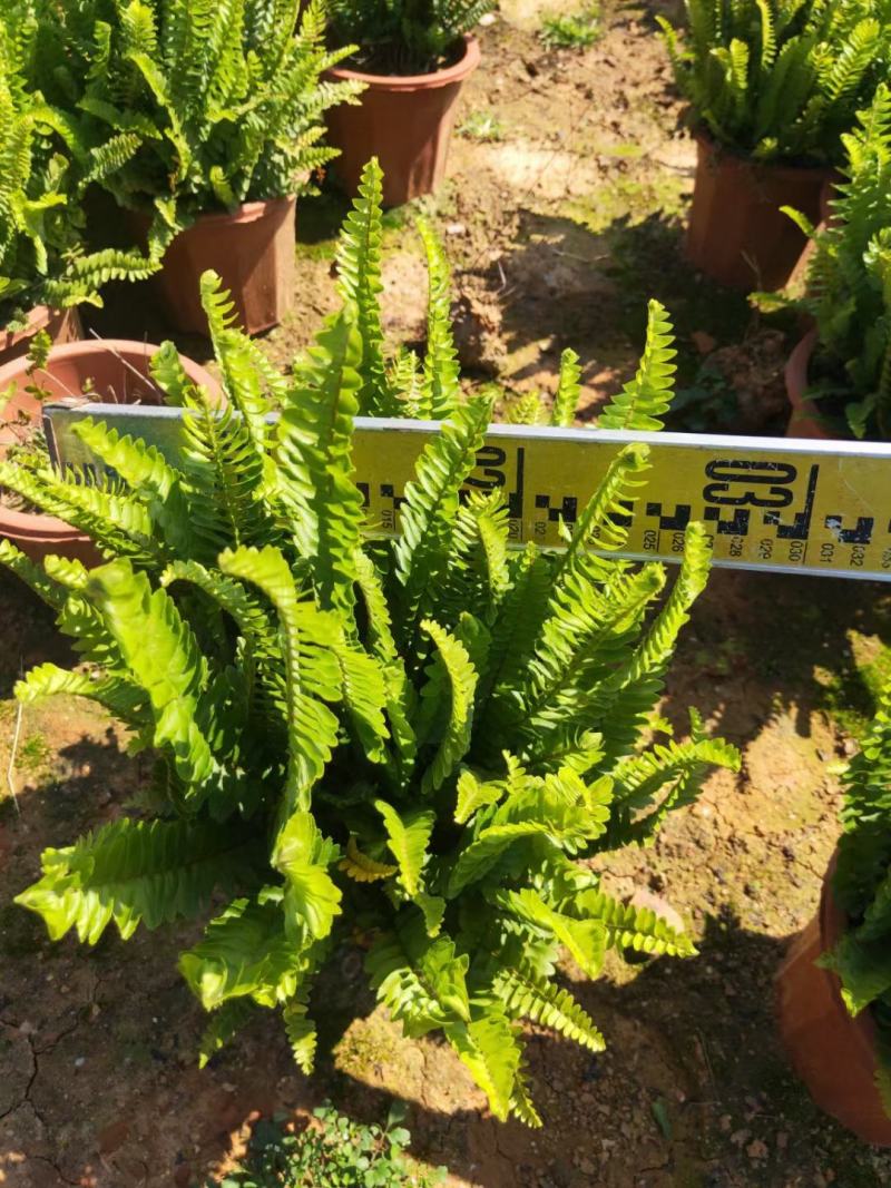 排骨草绿植盆栽花卉批发基地直销，一手货源