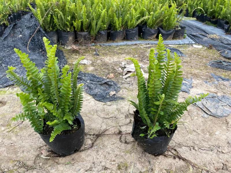 排骨草绿植盆栽花卉批发基地直销，一手货源