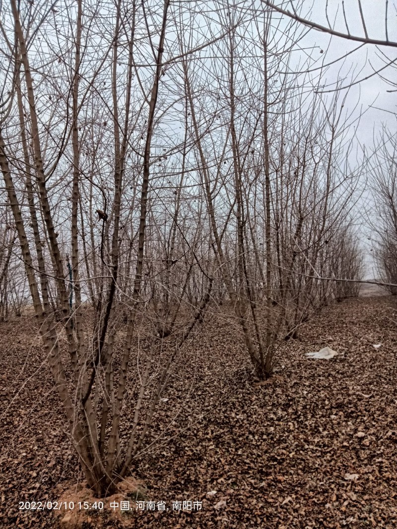 小规格丛生元宝枫，落地冠。