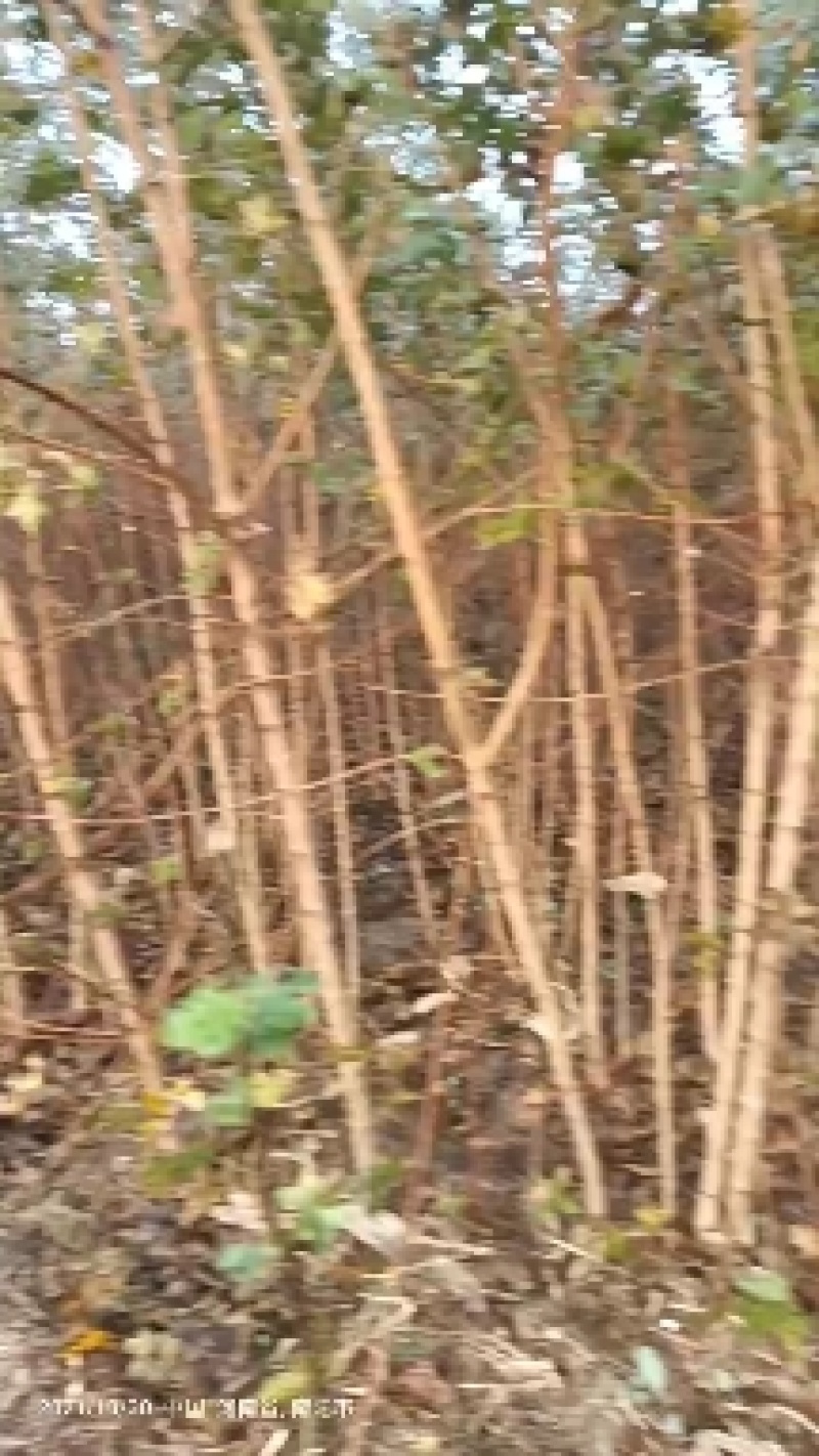 元宝枫两年苗，黑土田苗。