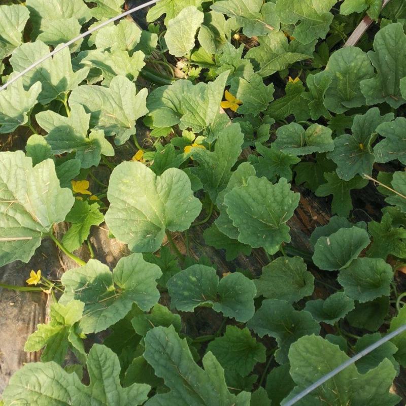 梢瓜菜瓜脆瓜大量供应质优价廉山东潍坊基地直供