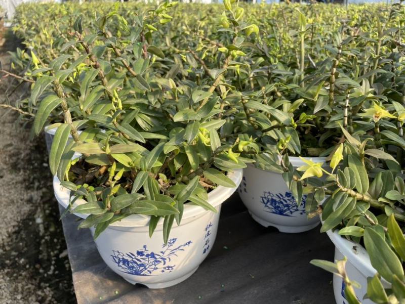石斛兰铁皮石斛盆栽边养边赏边吃
