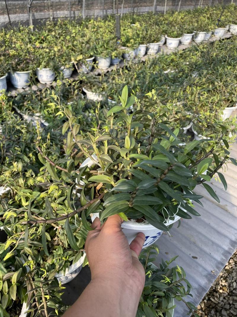 石斛兰铁皮石斛盆栽边养边赏边吃