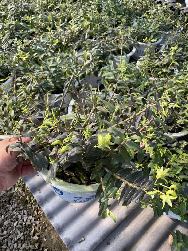 石斛兰铁皮石斛盆栽边养边赏边吃