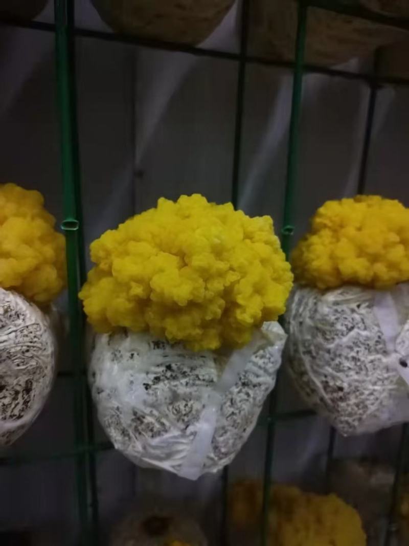 金耳鲜货干货，量大，全国包邮
