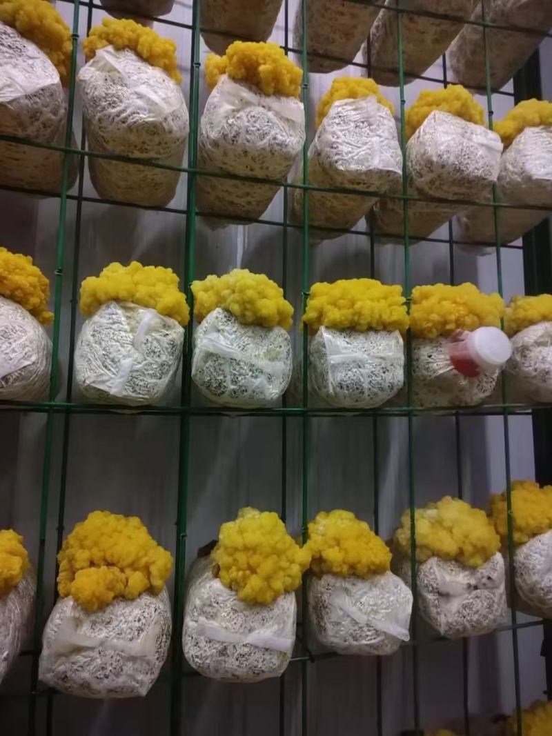 金耳鲜货干货，量大，全国包邮