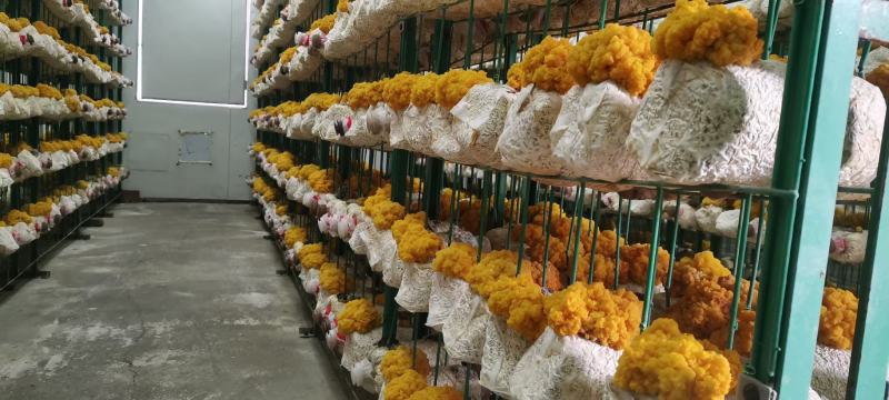 金耳鲜货干货，量大，全国包邮