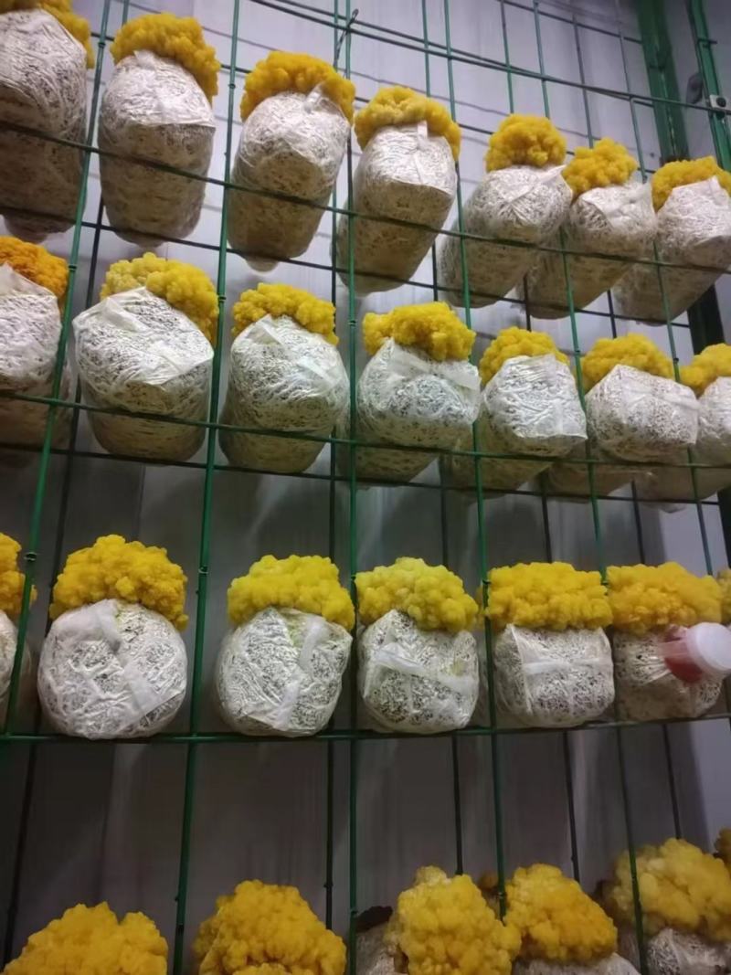 金耳鲜货干货，量大，全国包邮