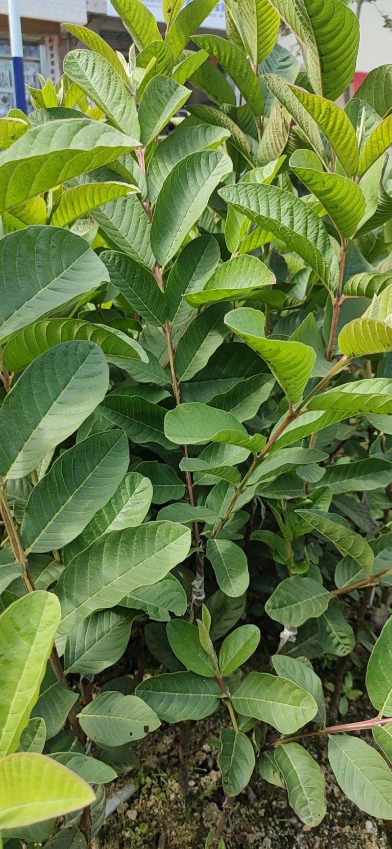 番石榴苗