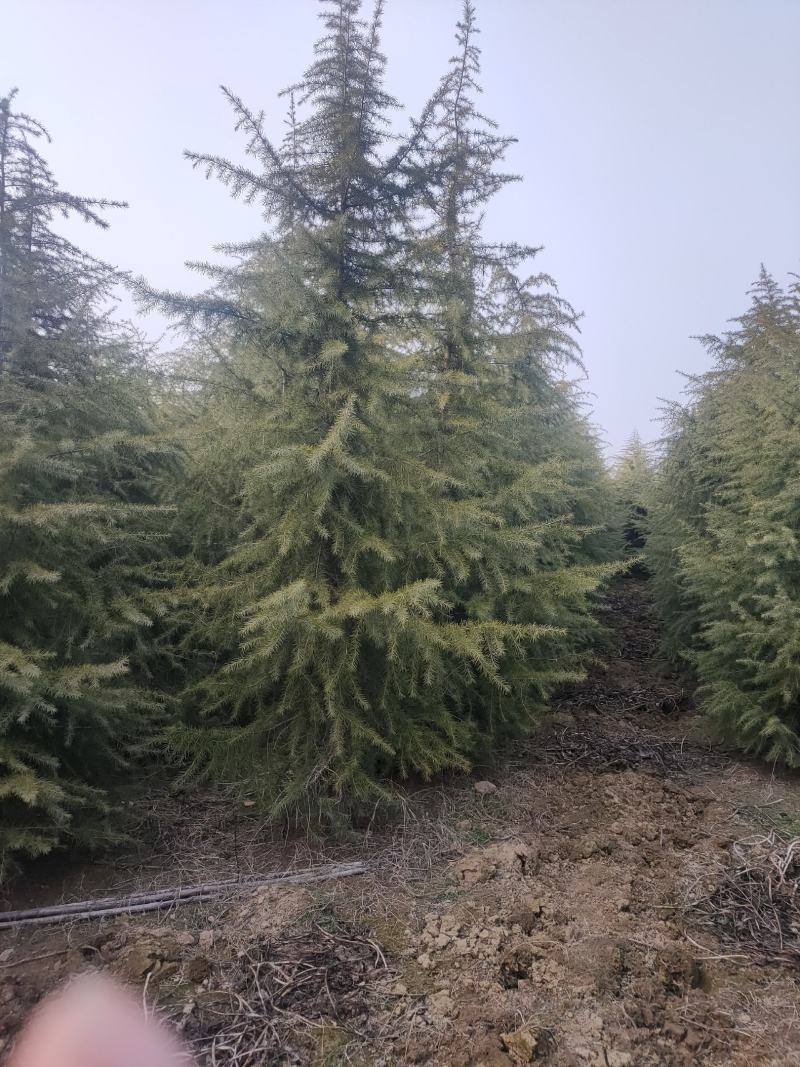 雪松