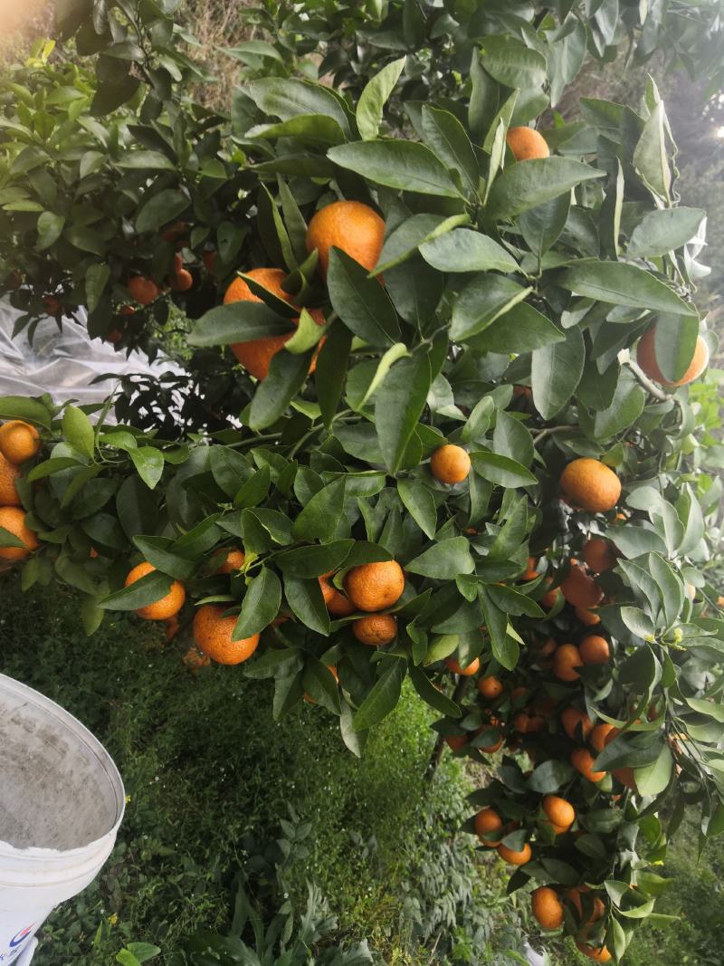 自家沃柑