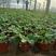 山东青州草莓盆栽花卉大量开棚上市欢迎对接