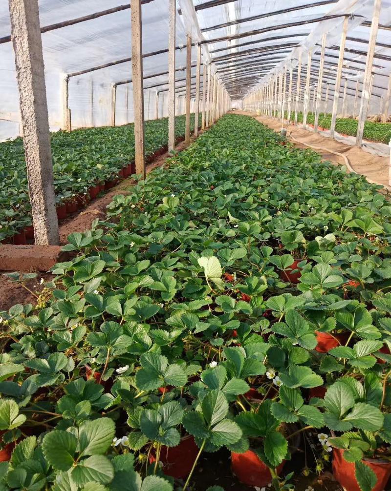 山东青州草莓盆栽花卉大量开棚上市欢迎对接