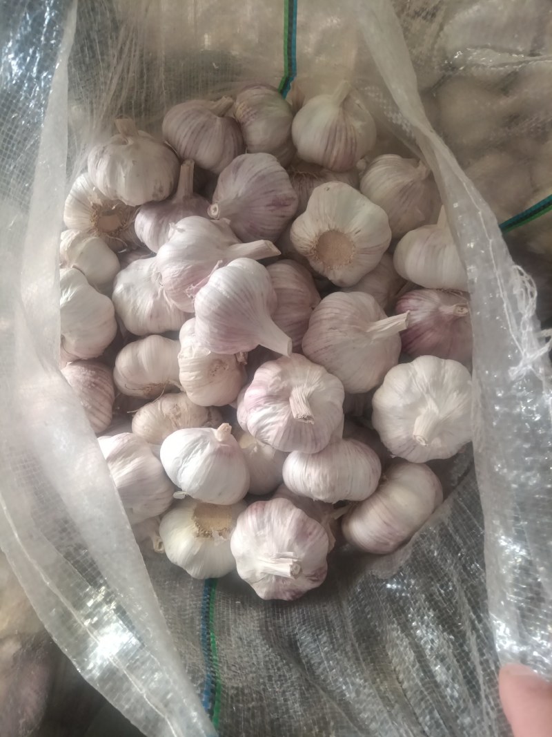 【按需加工】大蒜红皮白皮紫皮大蒜金乡大蒜专业加工高端电商