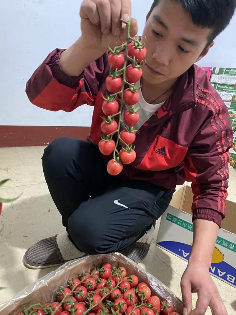 精品圣女果串串新鲜上市，有想法的赶紧联系哦