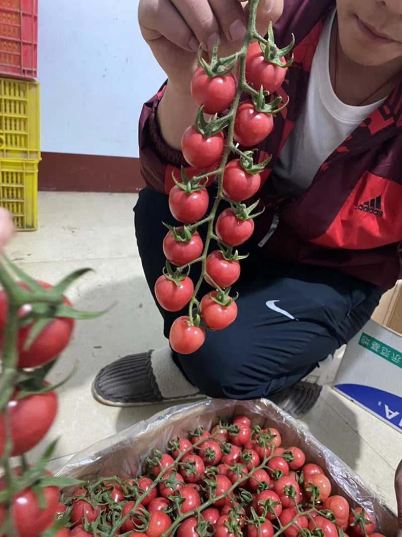 精品圣女果串串新鲜上市，有想法的赶紧联系哦