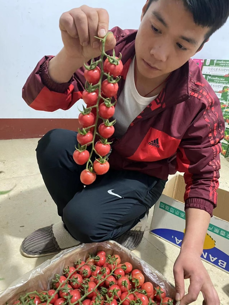 精品圣女果串串新鲜上市，有想法的赶紧联系哦
