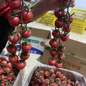 精品圣女果串串新鲜上市，有想法的赶紧联系哦