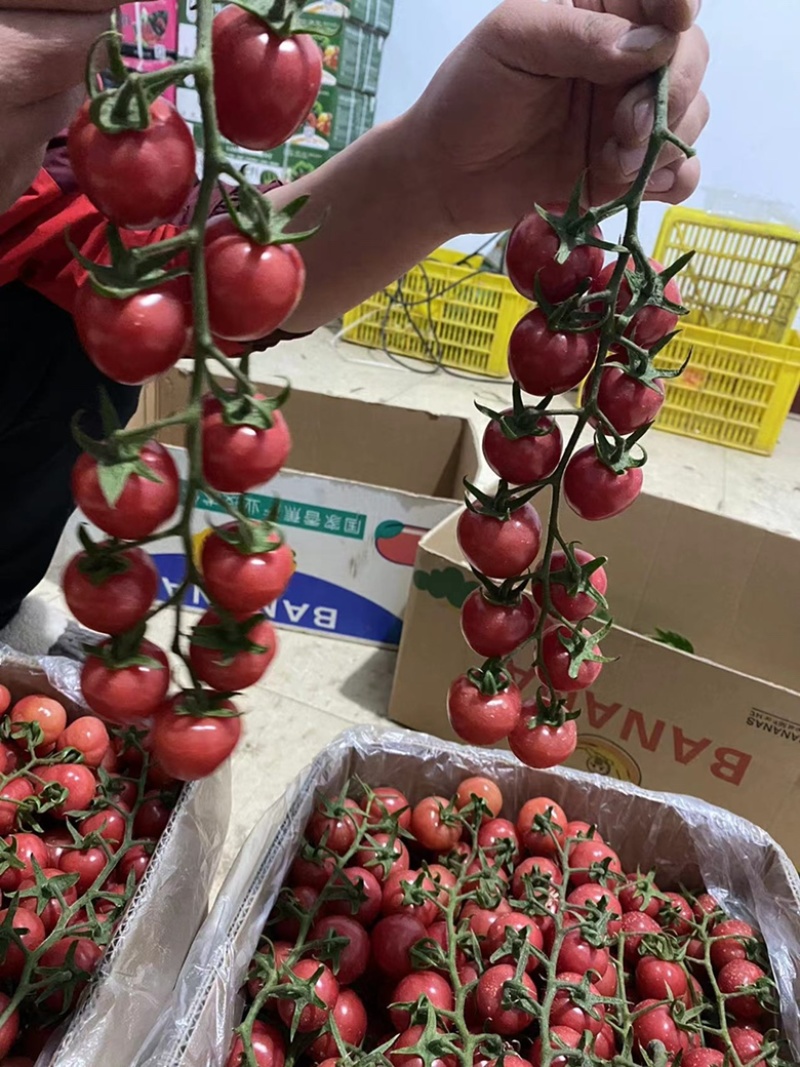 精品圣女果串串新鲜上市，有想法的赶紧联系哦