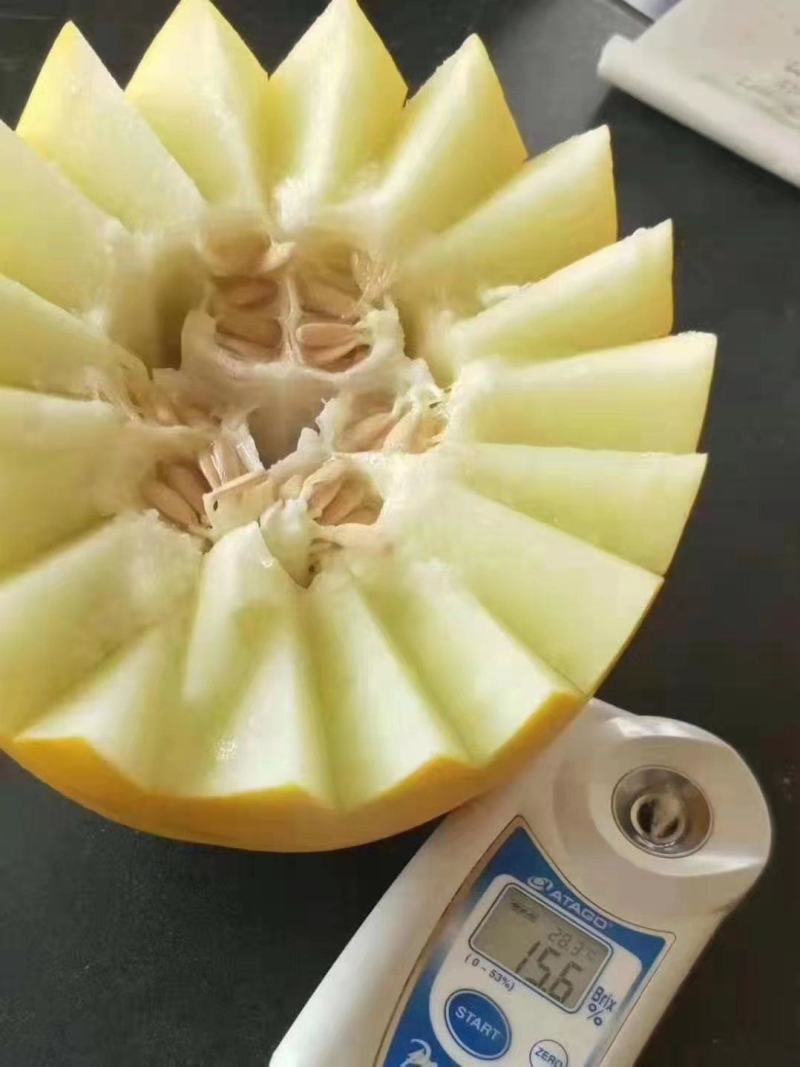 山东甜瓜精品久红瑞甜瓜，大量上市，货源充足，质量保证