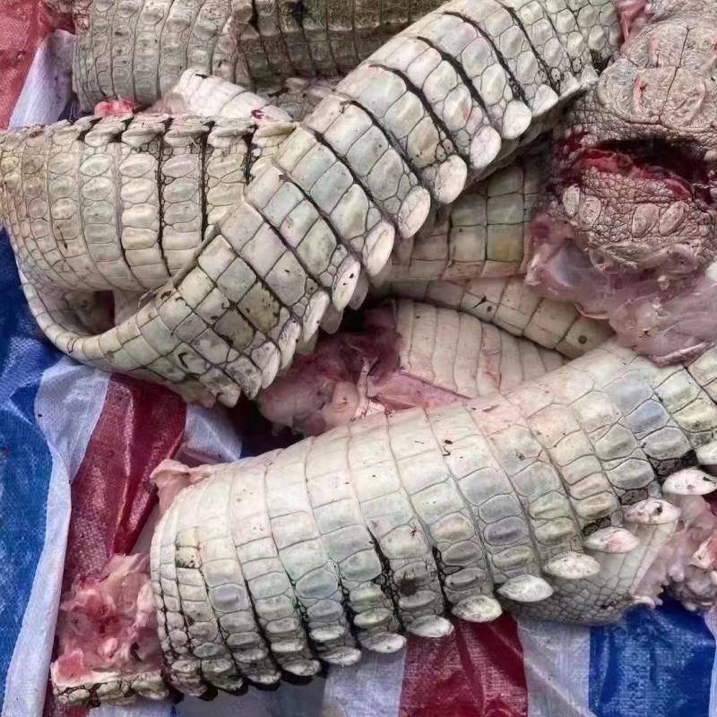 大量批发零售活体商品鳄鱼，鳄鱼肉鳄鱼腿，鳄鱼背，鳄鱼罐头