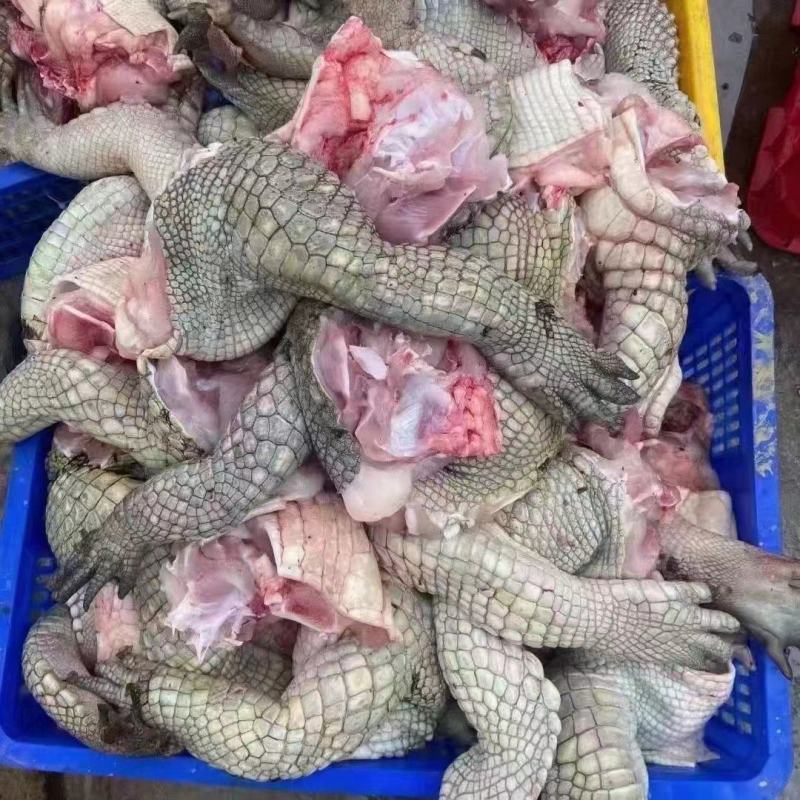 大量批发零售活体商品鳄鱼，鳄鱼肉鳄鱼腿，鳄鱼背，鳄鱼罐头