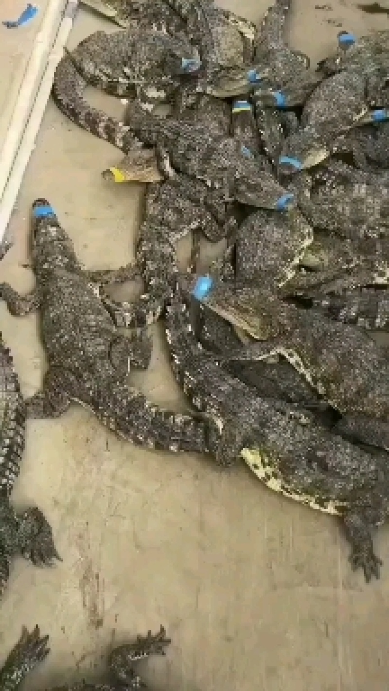 大量批发零售活体商品鳄鱼